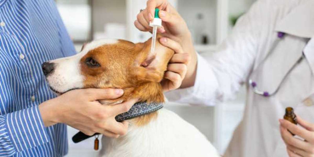 Cuidando da Saúde dos Nossos Pets: O Papel das Clínicas Veterinárias em Doenças Endócrinas