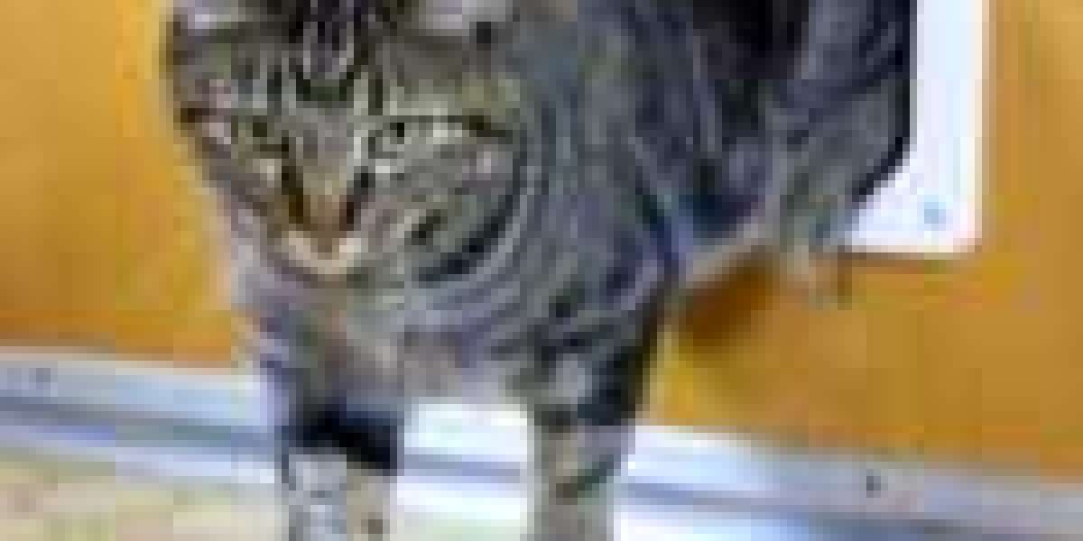 Nine Things That Your Parent Teach You About Custom Cat Flap Installation