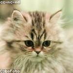 Else Hoppe Profile Picture