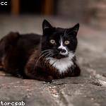 Kraig Batz Profile Picture