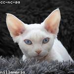 Hector Howell Profile Picture